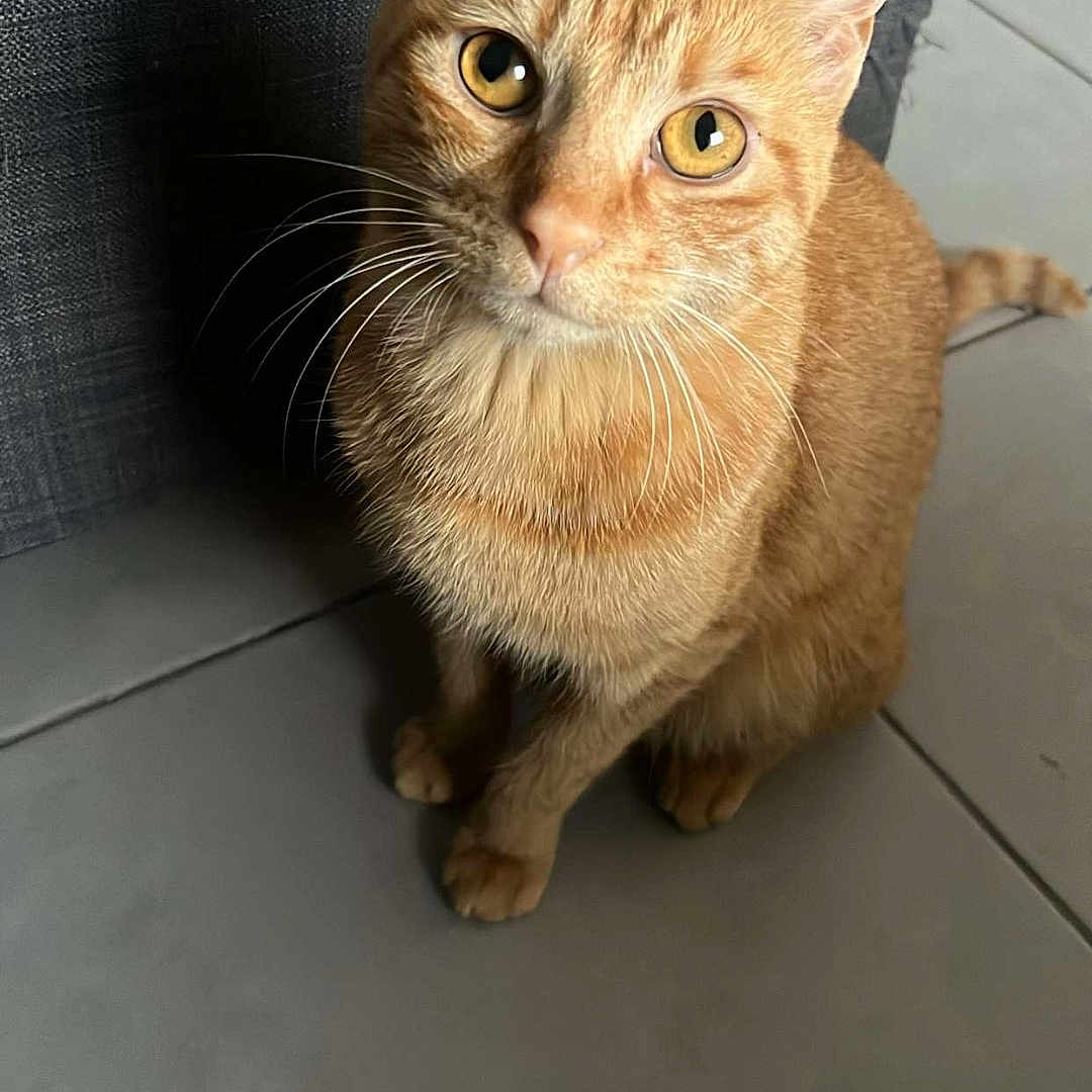 Minette