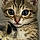 Minou