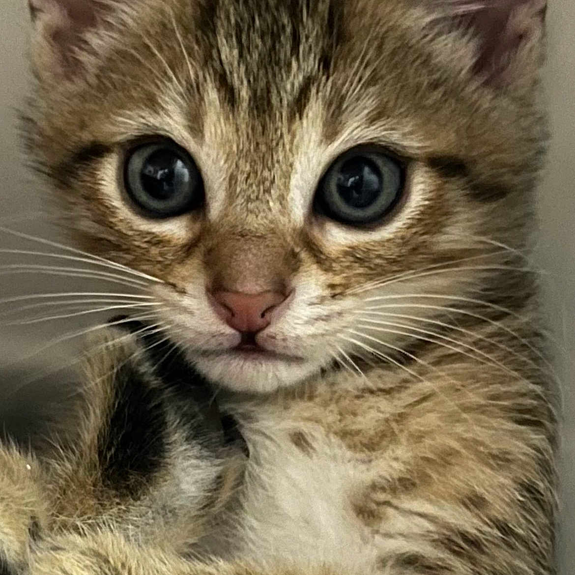 Minou a rejoint le concours — aidez-le/la à gagner de superbes lots ! kitten, tabby, cat, close_up, fur, whiskers, ears, eyes, cute, pet, animal, mammal, young, indoor, portrait, feline, adorable, curious, soft, face