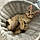 Minou