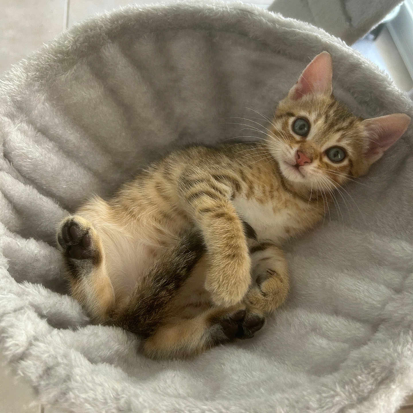 Minou a rejoint le concours — aidez-le/la à gagner de superbes lots ! kitten, tabby, cat, pet, animal, fur, bed, cozy, fluffy, cute, indoor, relaxed, paw, whiskers, ears, tile_floor, looking, young, resting, comfortable