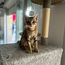 Minou participe au concours pour gagner de l'argent avec cette photo : alert, animal, blurred_background, cat, cat_tree, cozy, curious, cute, domestic, feline, fuzzy_ball, indoor, kitten, pet, plush, sitting, soft, tabby, toy, young