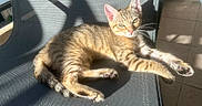 Minou participe au concours pour gagner de l'argent avec cette photo : cat, kitten, tabby, sunlight, shadow, chair, relaxed, pet, animal, feline, whiskers, ears, paws, striped, domestic, cute, young, indoor, texture, resting