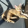 cat, kitten, tabby, sunlight, shadow, chair, relaxed, pet, animal, feline, whiskers, ears, paws, striped, domestic, cute, young, indoor, texture, resting