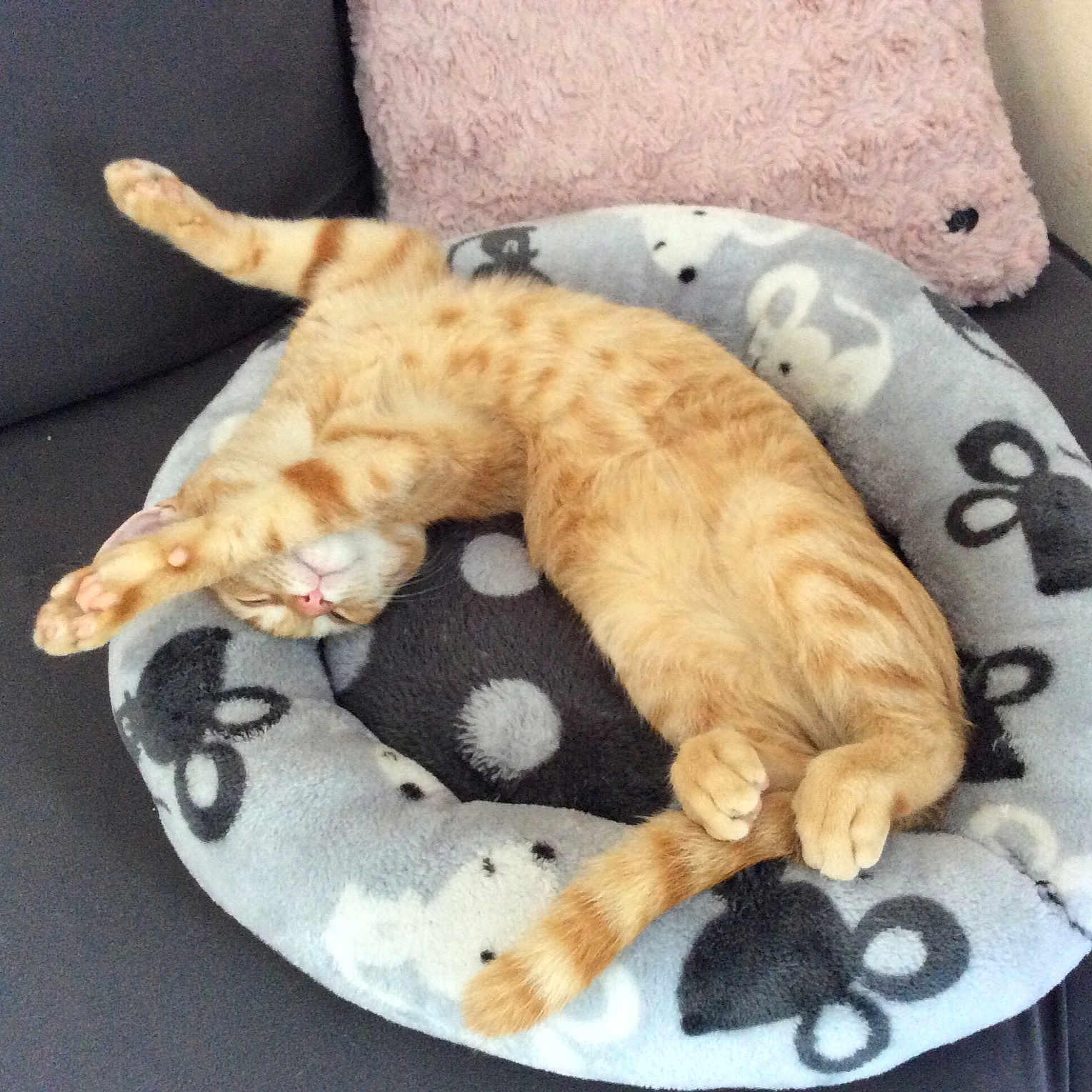 Rox participe au concours pour gagner de l'argent avec cette photo : canidae, carnivore, cat, companion_dog, dog, dog_breed, european_shorthair, felidae, kitten, nap, paw, puppy, small_to_medium_sized_cats, tabby_cat, tail