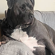 Duke is registered to the contest to win money with this photo: dog, pet, indoor, couch, gray, white, fur, relaxed, seated, large_dog, collar, paw, portrait, animal, mammal, canine, quiet, calm, home, furniture