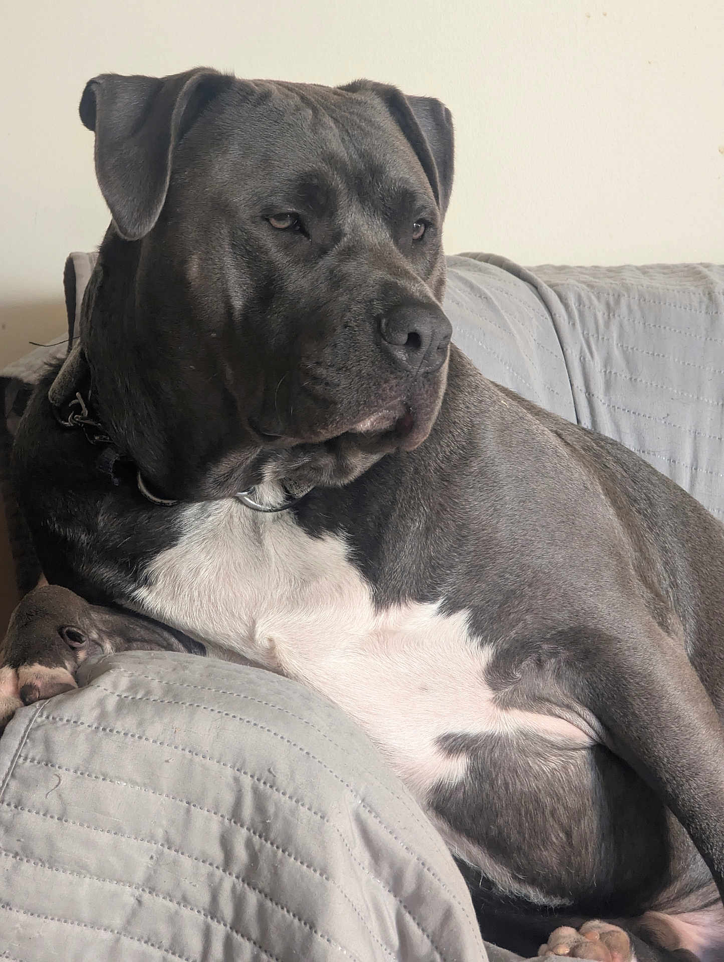 Duke is registered to the contest to win money with this photo: dog, pet, indoor, couch, gray, white, fur, relaxed, seated, large_dog, collar, paw, portrait, animal, mammal, canine, quiet, calm, home, furniture