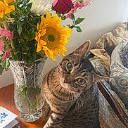 Smokey joined the competition — help win amazing prizes! cat, tabby_cat, flower_vase, sunflower, rose, bouquet, table, wooden_table, greenery, indoor, furniture, couch, patterned_couch, pet, curious, plant, leaf, still_life, domestic_animal, houseplant