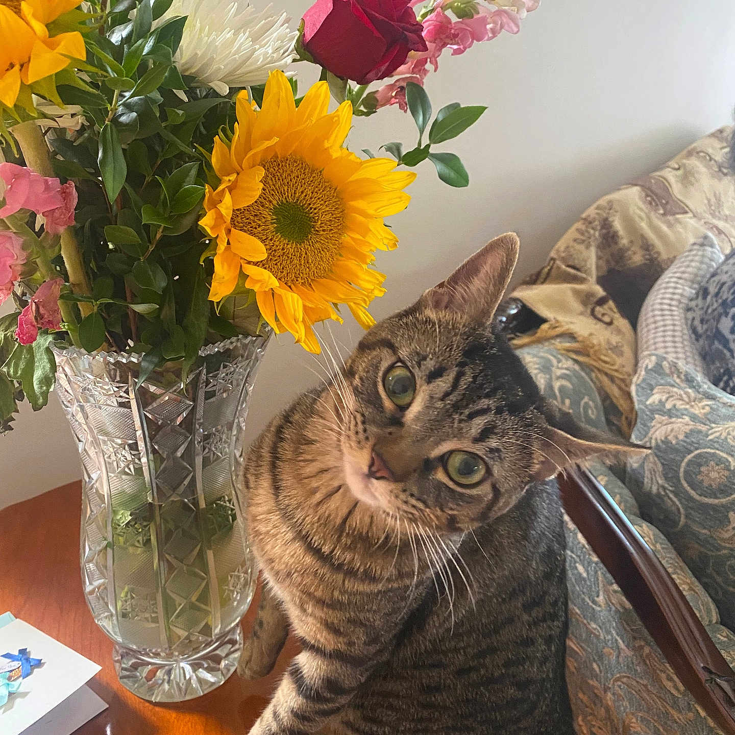Smokey joined the competition — help win amazing prizes! bouquet, cat, couch, curious, domestic_animal, flower_vase, furniture, greenery, houseplant, indoor, leaf, patterned_couch, pet, plant, rose, still_life, sunflower, tabby_cat, table, wooden_table