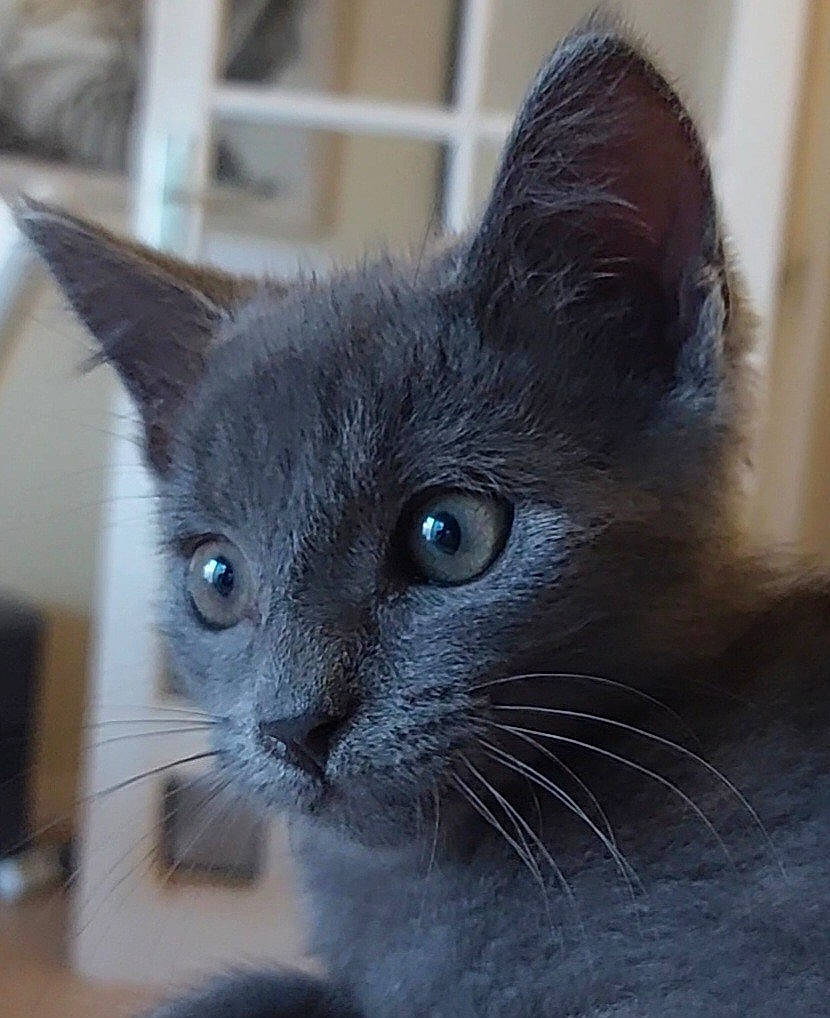 Loki a rejoint le concours — aidez-le/la à gagner de superbes lots ! black_cat, carnivore, cat, domestic_short_haired_cat, ear, electric_blue, eye, felidae, fur, head, small_to_medium_sized_cats, snout, terrestrial_animal, whiskers