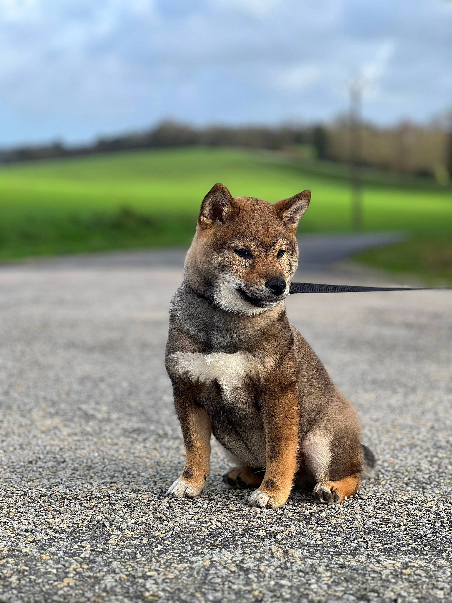 Thyo a rejoint le concours — aidez-le/la à gagner de superbes lots ! asphalt, canidae, canis, canis_lupus_tundrarum, carnivore, cloud, coyote, dog, dog_breed, fawn, fur, grass, road_surface, siberian_husky, sky, snout, tail, terrestrial_animal, tree, wolf