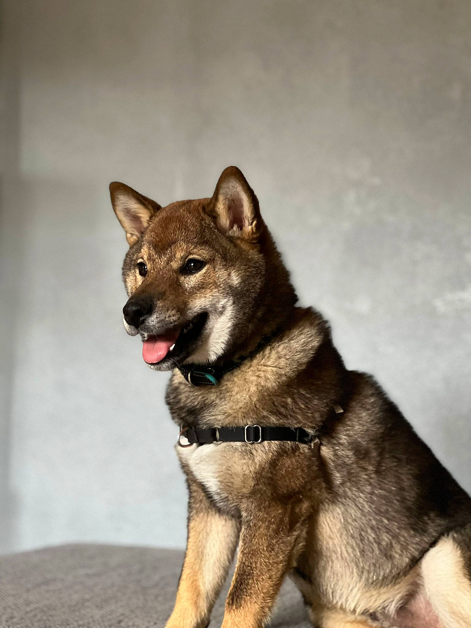 Thyo a rejoint le concours — aidez-le/la à gagner de superbes lots ! ancient_dog_breeds, canidae, canis, carnivore, collar, dog, dog_breed, fawn, fur, jaw, non_sporting_group, pet_supply, snout, sporting_group, tail, terrestrial_animal, wildlife, wolf, working_animal, working_dog