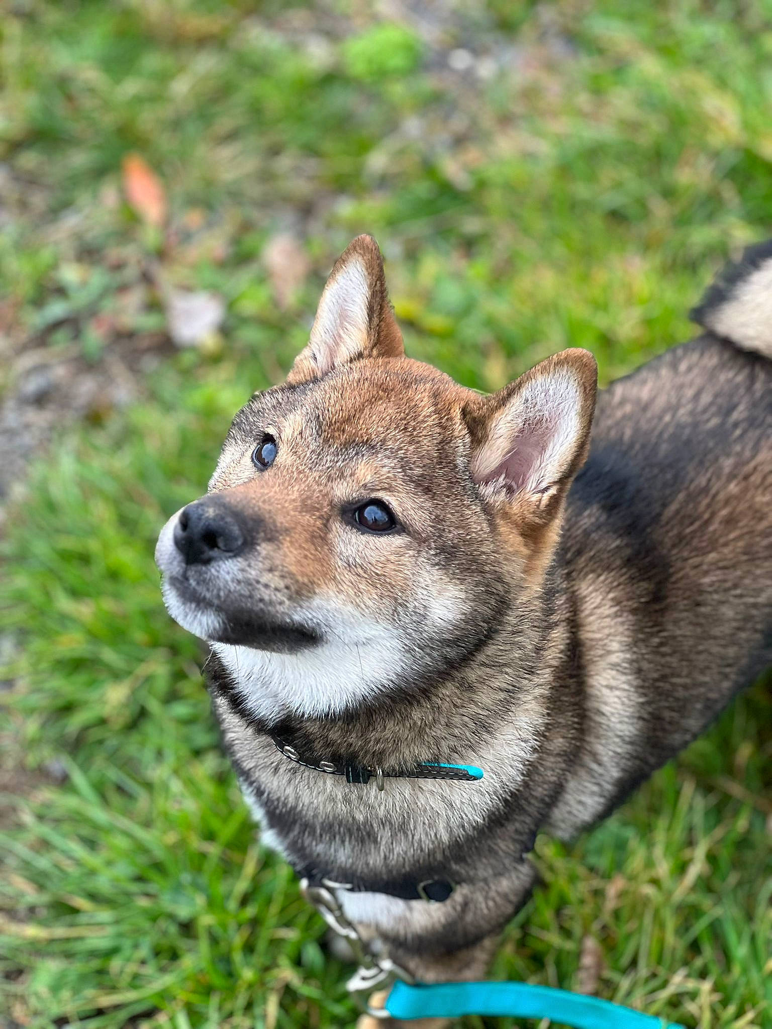 Thyo participe au concours pour gagner de l'argent avec cette photo : ancient_dog_breeds, canidae, canis, carnivore, collar, companion_dog, dog, dog_breed, dog_collar, fashion_accessory, fawn, fur, grass, leash, snout, sporting_group, tail, terrestrial_animal, whiskers, wildlife