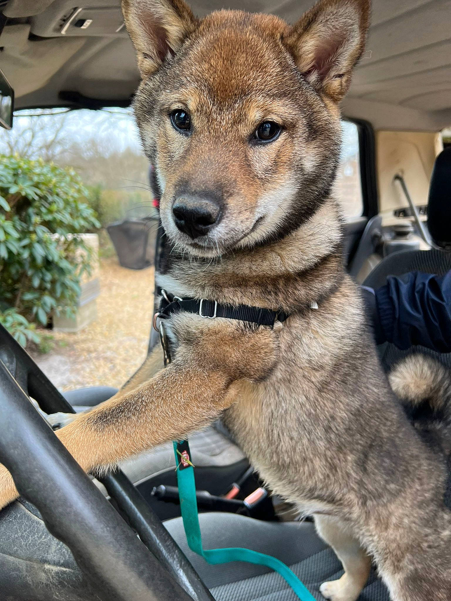 Thyo a rejoint le concours — aidez-le/la à gagner de superbes lots ! canidae, canis, carnivore, dog, dog_breed, fawn, fox, fur, plant, tail, terrestrial_animal, vehicle, whiskers, wildlife, windshield, wolf