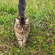 Zoe is registered to the contest to win money with this photo: cat, tabby, animal, feline, grass, meadow, outdoor, nature, wildflowers, walking, tail, fur, pet, mammal, greenery, stray, cute, alert, whiskers, closeup