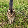 cat, tabby, animal, feline, grass, meadow, outdoor, nature, wildflowers, walking, tail, fur, pet, mammal, greenery, stray, cute, alert, whiskers, closeup