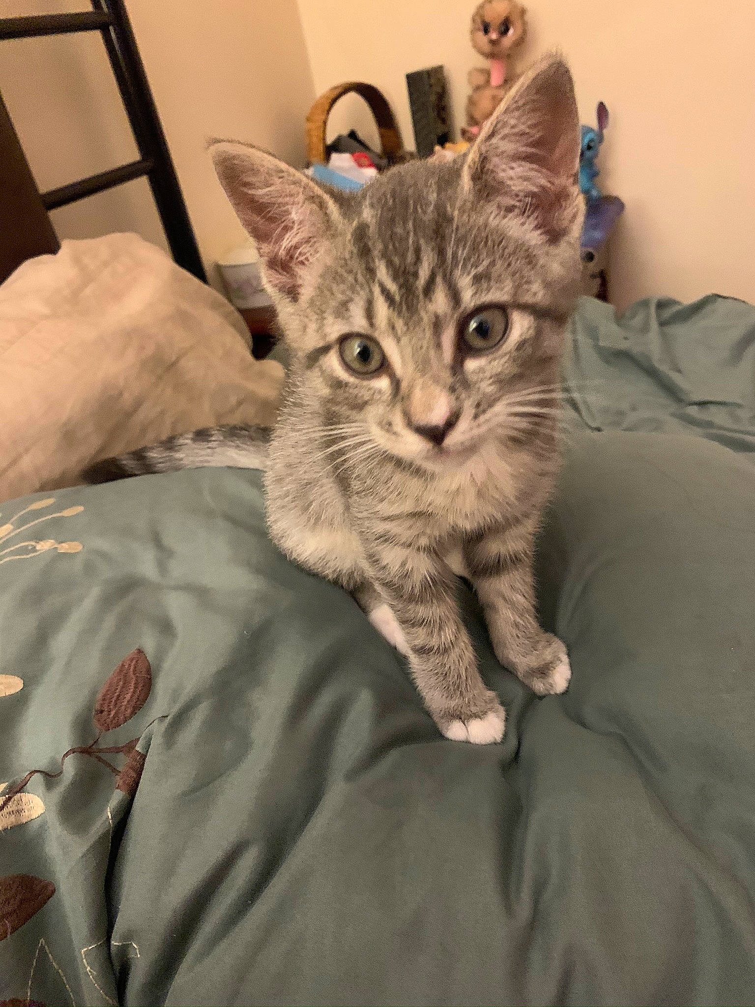 Little Buddy is registered to the contest to win money with this photo: bed, bed_sheet, bedding, carnivore, cat, comfort, curious, domestic_short_haired_cat, felidae, fur, grey, kitten, linens, small_to_medium_sized_cats, snout, vertebrate, whiskers
