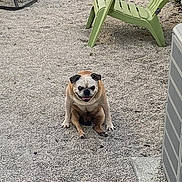 Poncho Via joined the competition — help win amazing prizes! air_conditioner, animal, backyard, canine, chair, cute, daylight, dog, gravel, happy, legs_spread, outdoor, pet, plastic_chair, pug, relaxed, sitting, small_dog, smiling, tongue_out