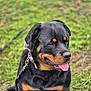 Tina a rejoint le concours — aidez-le/la à gagner de superbes lots ! dog, rottweiler, pet, tongue_out, sitting, leash, grass, outdoor, portrait, black_coat, brown_markings, collar, happy, animal, mammal, close_up, canine, companion, wet_nose, friendly