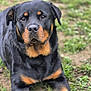 Tina a rejoint le concours — aidez-le/la à gagner de superbes lots ! dog, rottweiler, pet, portrait, animal, canine, grass, outdoor, paws, fur, black_and_tan, close_up, eyes, muzzle, lying_down, ground, mud, companion, attentive, loyal