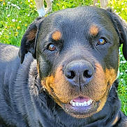 Tina a rejoint le concours — aidez-le/la à gagner de superbes lots ! dog, rottweiler, pet, close_up, grass, outdoor, smile, teeth, nose, black_fur, brown_markings, portrait, canine, animal, happy, eye_reflection, mouth, tongue, nature, sunlight