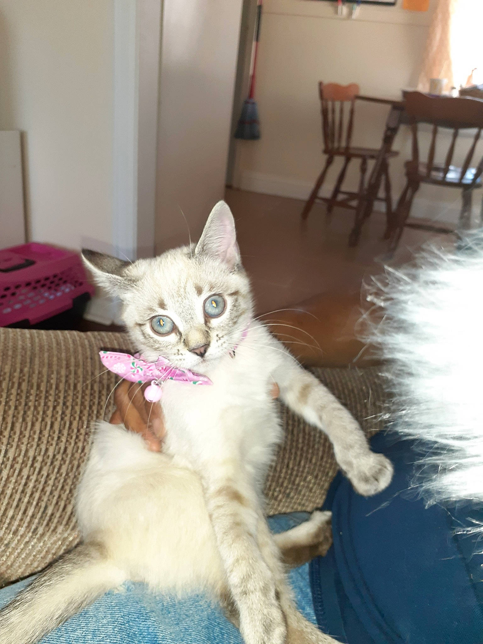 Harper is registered to the contest to win money with this photo: aegean_cat, arabian_mau, asian, australian_mist, burmilla, carnivore, cat, domestic_short_haired_cat, european_shorthair, fawn, felidae, german_rex, kitten, mammal, ojos_azules, oriental_longhair, small_to_medium_sized_cats, turkish_angora, vertebrate, whiskers