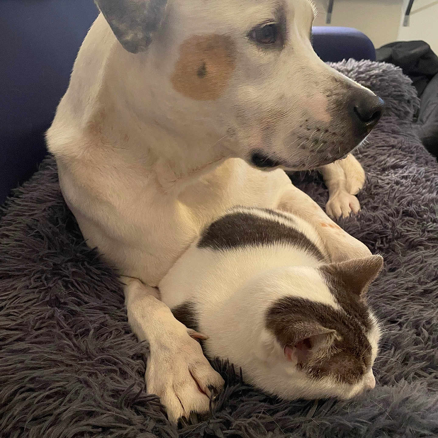 Ozzie joined the competition — help win amazing prizes! animal, beagle, blanket, bulldog, canine, cat, couch, cushion, dog, furniture, homedecor, hound, indoors, labradorretriever, person, pet, pitbull, pointer, puppy, sleeping