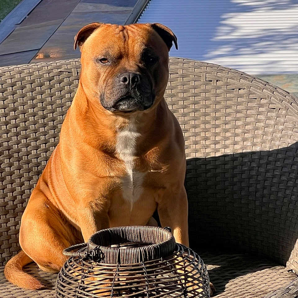 Slide participe au concours pour gagner de l'argent avec cette photo : alert, animal, backyard, basket, brown_dog, canine, companion, daylight, dog, furniture, grass, nature, outdoor, pet, portrait, relaxing, shadow, sitting, sunlight, woven_chair