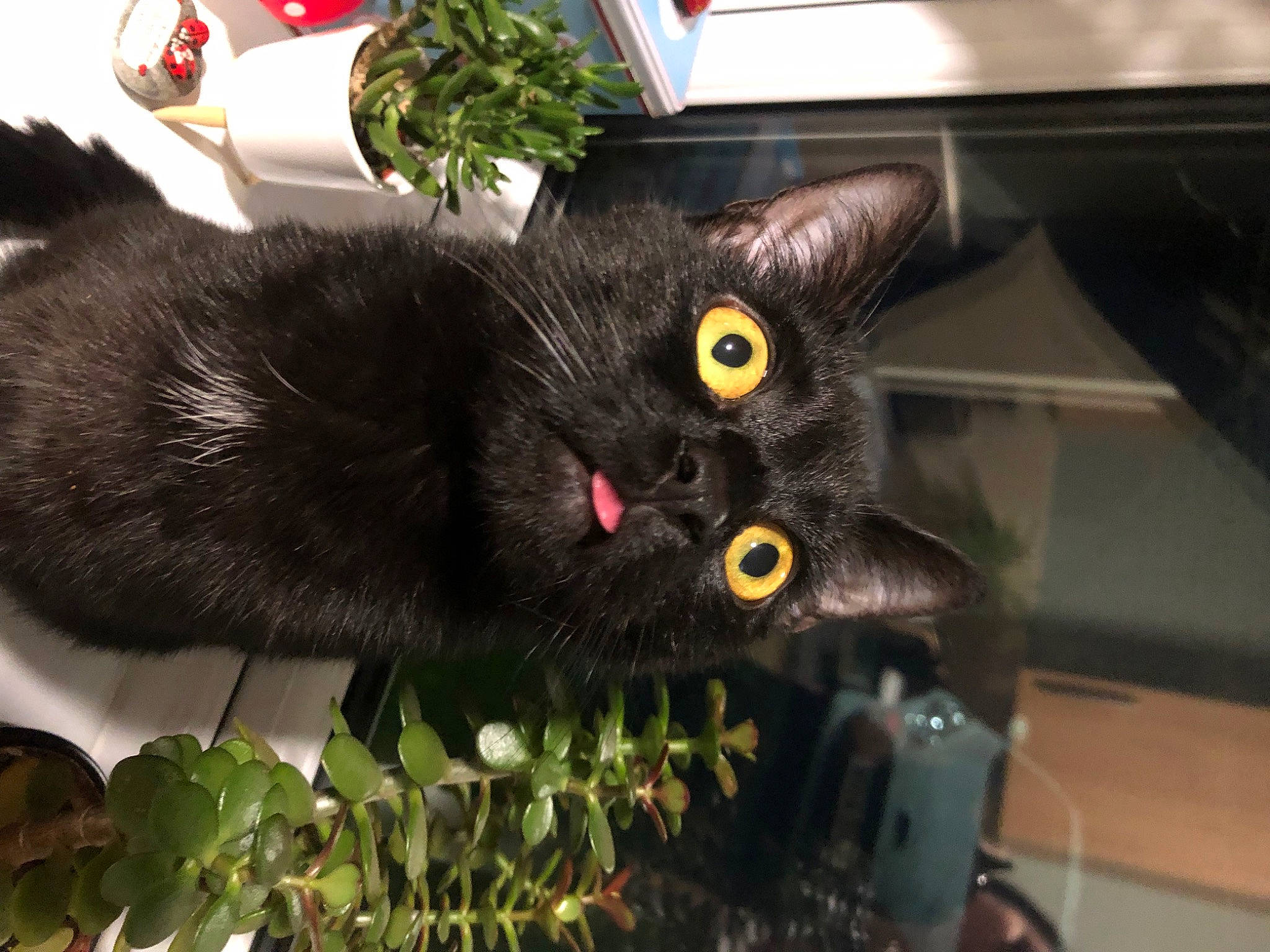 Albie joined the competition — help win amazing prizes! annual_plant, black_cat, bombay, carnivore, cat, domestic_short_haired_cat, felidae, flowerpot, fur, grass, herb, houseplant, plant, small_to_medium_sized_cats, snout, tail, whiskers, window