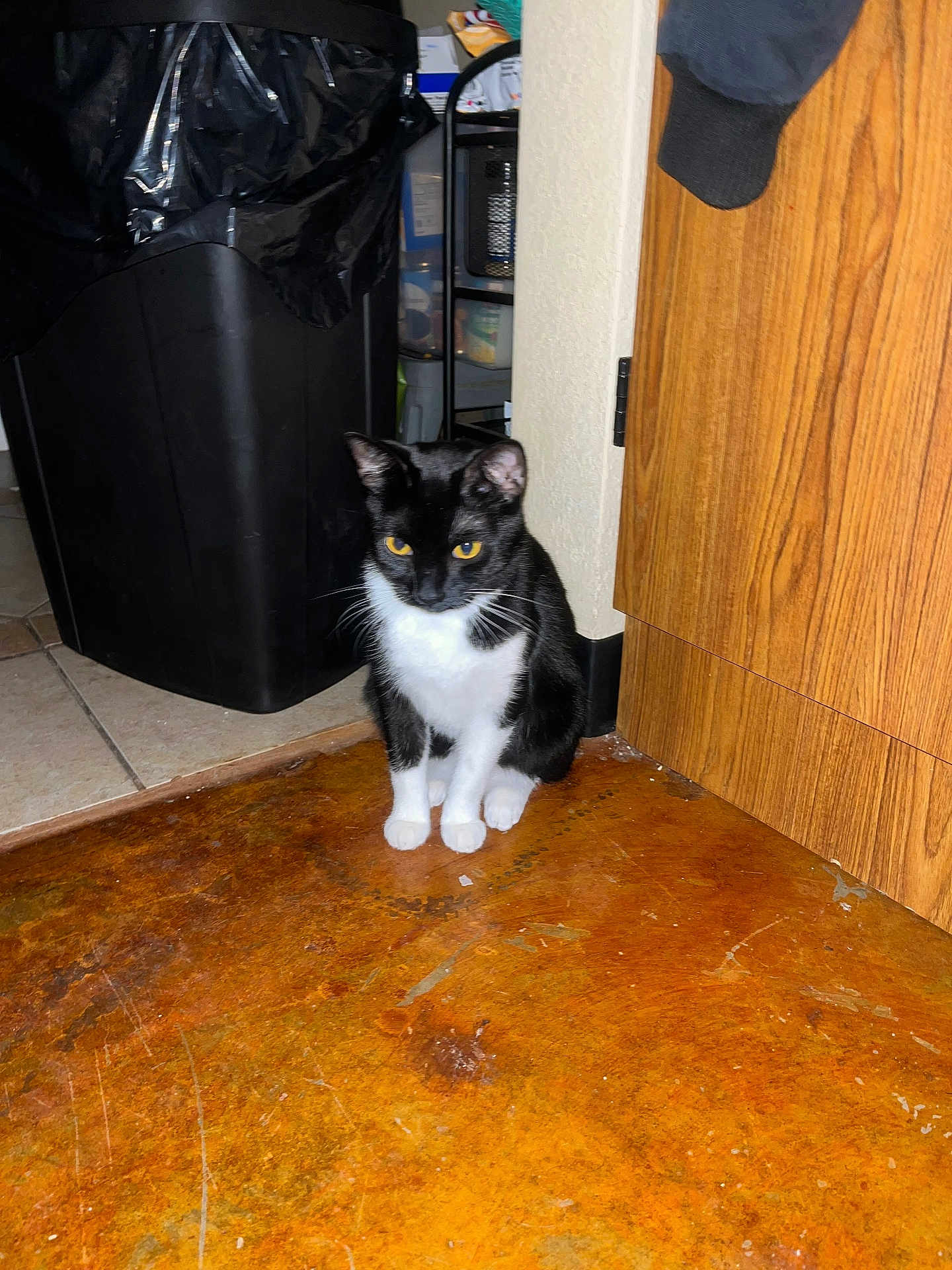 Bella joined the competition — help win amazing prizes! cat, black_and_white, yellow_eyes, floor, cabinet, trash_bin, indoor, corner, curious, pet, feline, domestic_animal, wood, tile_floor, white_paws, fur, animal, household, looking, quiet