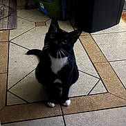 Puss And Boots is registered to the contest to win money with this photo: cat, tuxedo_cat, indoor, tile_floor, black_and_white, pet_food_bag, trash_bin, curious, sitting, whiskers, paws, looking_up, household, floor_tiles, domestic_cat, pet, feline, kitten, black_cat, white_paws