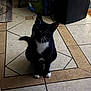 cat, tuxedo_cat, indoor, tile_floor, black_and_white, pet_food_bag, trash_bin, curious, sitting, whiskers, paws, looking_up, household, floor_tiles, domestic_cat, pet, feline, kitten, black_cat, white_paws