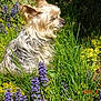 animal, closeup, daylight, dog, flora, flowers, fur, garden, grass, greenery, nature, outdoor, peaceful, pet, purple_flowers, sitting, small_dog, sunlight, yellow_flowers, yorkshire_terrier