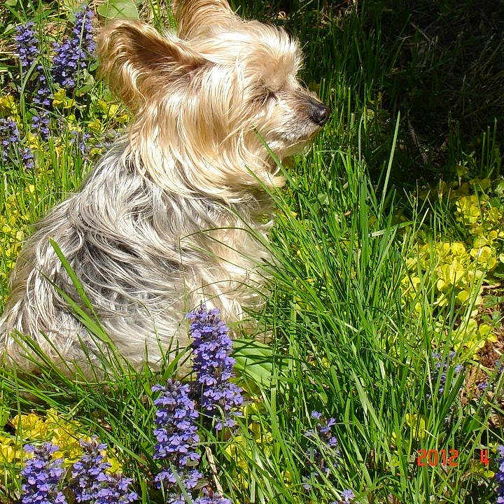Boh Bee joined the competition — help win amazing prizes! animal, closeup, daylight, dog, flora, flowers, fur, garden, grass, greenery, nature, outdoor, peaceful, pet, purple_flowers, sitting, small_dog, sunlight, yellow_flowers, yorkshire_terrier