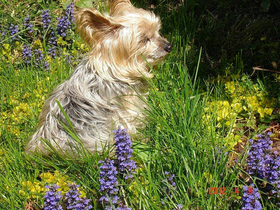 Boh Bee joined the competition — help win amazing prizes! animal, closeup, daylight, dog, flora, flowers, fur, garden, grass, greenery, nature, outdoor, peaceful, pet, purple_flowers, sitting, small_dog, sunlight, yellow_flowers, yorkshire_terrier