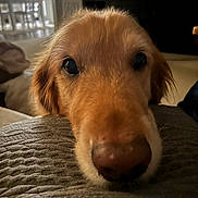 Loki joined the competition — help win amazing prizes! dog, golden_retriever, puppy, close_up, indoor, blanket, pet, animal, cute, face, fur, nose, eyes, resting, cozy, home, soft_lighting, texture, warm, adorable