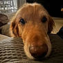 dog, golden_retriever, puppy, close_up, indoor, blanket, pet, animal, cute, face, fur, nose, eyes, resting, cozy, home, soft_lighting, texture, warm, adorable