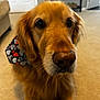 dog, golden_retriever, pet, indoor, carpet, bandana, heart_pattern, close_up, animal, canine, fur, ears, nose, eyes, living_room, furniture, shelf, door, floor, cute