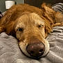 dog, golden_retriever, sleeping, close_up, nose, bedroom, blanket, cozy, pet, fur, resting, indoor, animal, canine, soft, relaxation, cute, muzzle, head, peaceful