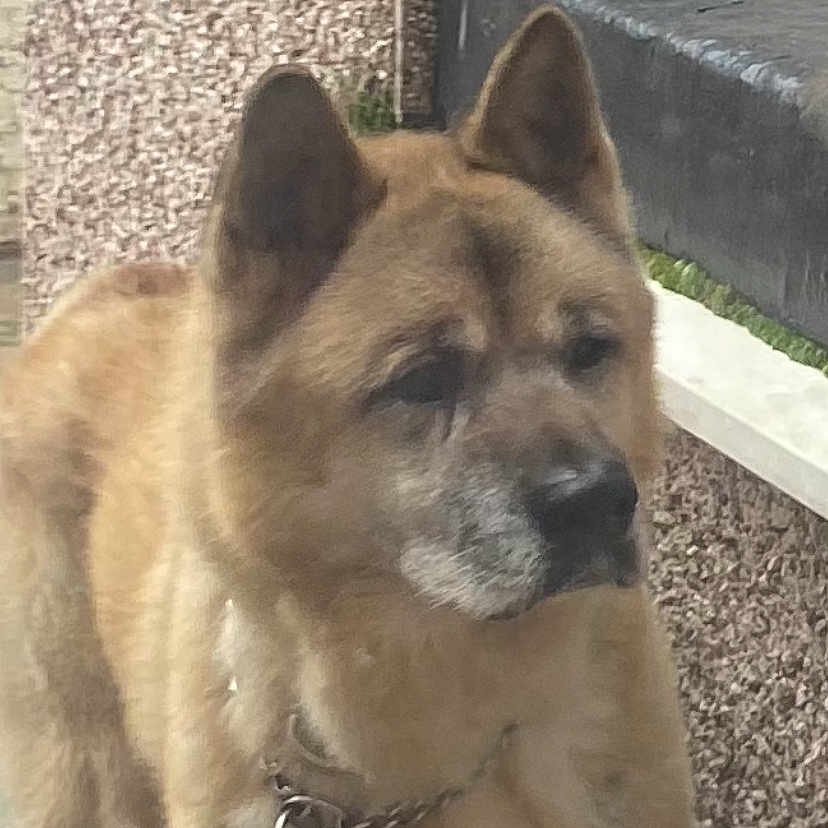 Naz is registered to the contest to win money with this photo: alert, animal, brown, canine, chain, collar, dog, ears, fur, guard, medium_size, muzzle, outdoor, paw, pet, portrait, standing, step, wall, window