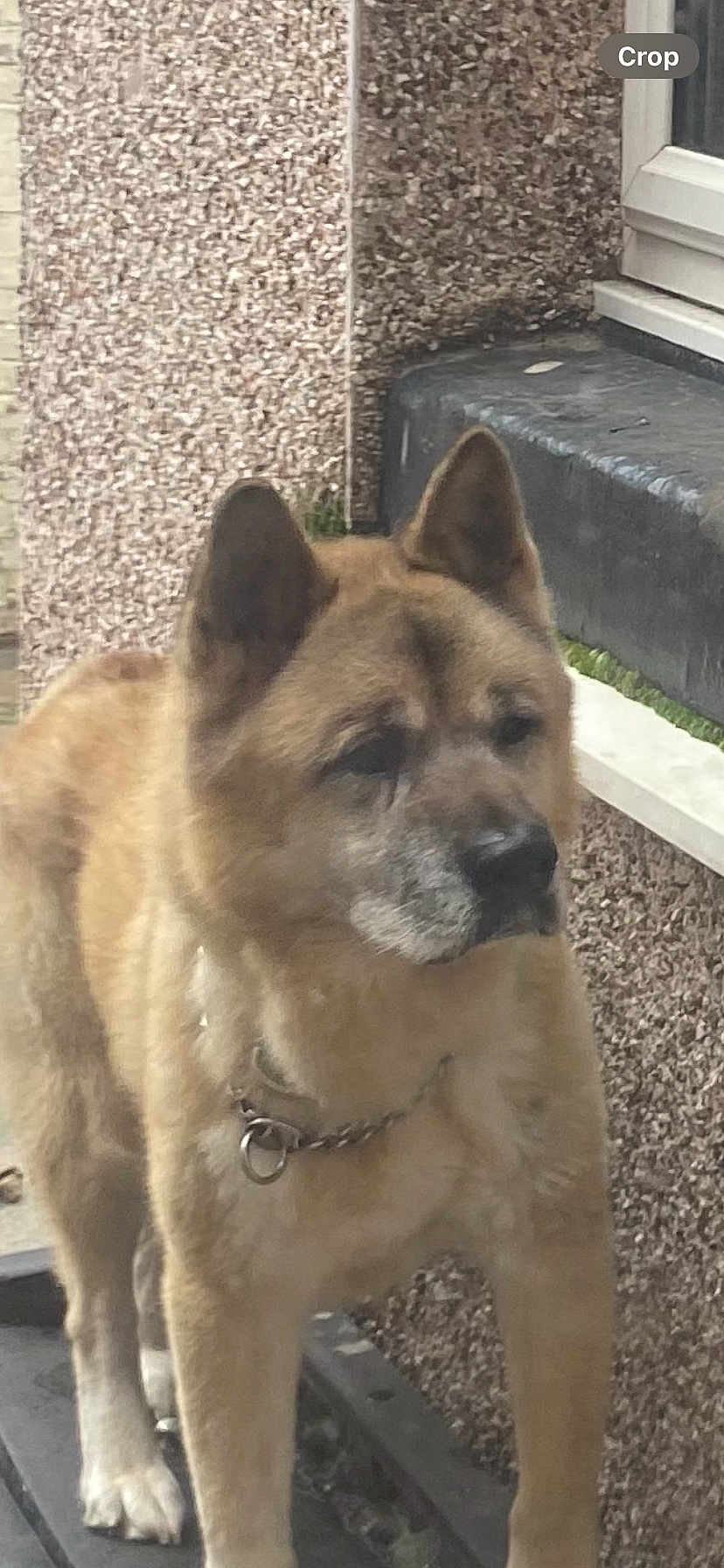 Naz is registered to the contest to win money with this photo: dog, canine, pet, animal, fur, collar, chain, ears, outdoor, wall, window, step, guard, alert, brown, medium_size, portrait, standing, muzzle, paw