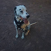 Thanos participe au concours pour gagner de l'argent avec cette photo : dog, dalmatian, animal, pet, sitting, outdoor, dirt, harness, tongue_out, black_and_white, canine, mammal, spot, fur, friendly, looking_away, ground, nature, playful, companion