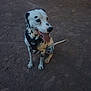 dog, dalmatian, animal, pet, sitting, outdoor, dirt, harness, tongue_out, black_and_white, canine, mammal, spot, fur, friendly, looking_away, ground, nature, playful, companion