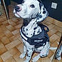 dog, dalmatian, puppy, pet, animal, harness, indoor, floor, tile, black_spots, white_fur, sitting, cute, young, looking_up, ears, tail, collar, domestic_animal, companion