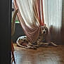 Thanos a rejoint le concours — aidez-le/la à gagner de superbes lots ! dog, dalmatian, curtain, indoor, floor, tiled_floor, pet, animal, resting, light, shadow, window, relaxing, cozy, home, domestic, calm, quiet, spot, fabric