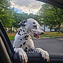 dalmatian, dog, pet, animal, car, window, door, outdoor, trees, grass, parked_cars, suburban, spotted, paw, mouth_open, daytime, sky, clouds, nature, playful