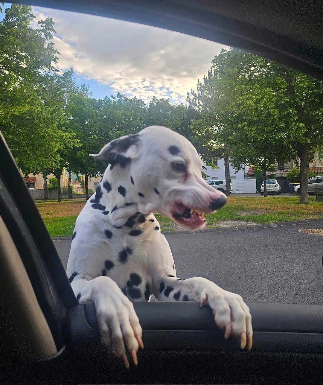 Thanos participe au concours pour gagner de l'argent avec cette photo : dalmatian, dog, pet, animal, car, window, door, outdoor, trees, grass, parked_cars, suburban, spotted, paw, mouth_open, daytime, sky, clouds, nature, playful