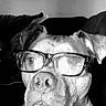 animal, black_and_white, canine, closeup, couch, dog, domestic_animal, ears, expression, face, furniture, glasses, indoor, looking_away, muzzle, pet, portrait, seated, snout, whiskers