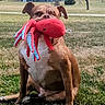 Jack is registered to the contest to win money with this photo: dog, toy, octopus_toy, grass, outdoor, house, tree, blue_sky, pet, playful, animal, brown_dog, sitting, nature, daylight, backyard, suburban, canine, mammal, fun