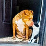 affection, animal, animal_interaction, black_and_white_cat, brown_dog, cat, closeup, curious, dog, door_frame, doorway, floor_mat, friendship, home, indoor, nose_touch, pet, pets_together, seated_dog, standing_cat
